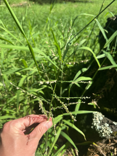 Image of Urochloa mutica by (c) Nick T., some rights reserved (CC BY-SA)