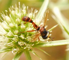 Physocephala vittata