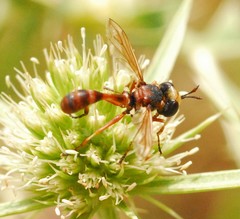 Physocephala vittata
