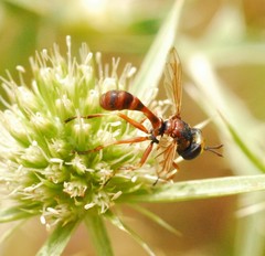 Physocephala vittata