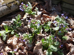 Pulmonaria officinalis