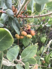 Arctostaphylos canescens
