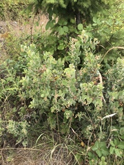 Arctostaphylos canescens