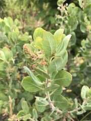 Arctostaphylos canescens