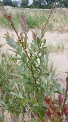 Salix myricoides