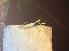 Stagmatoptera supplicaria