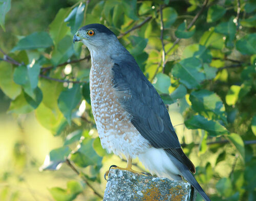 Cooper's Hawk photographed in Arkansas