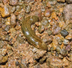 Haemadipsa sylvestris