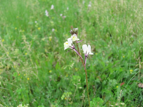Image of Annual Linaria by (c) zebedeugalinha, some rights reserved (CC BY)