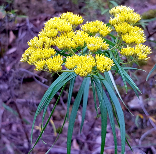 Cassinia aureonitens N.A.Wakef.