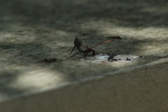 Acanthocephala declivis