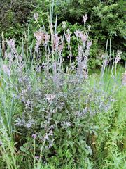 Podosphaera spiraeae