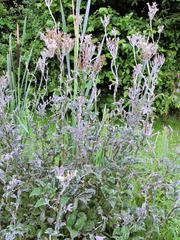 Podosphaera spiraeae