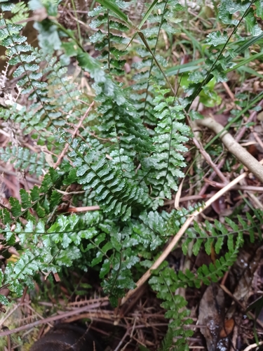 Asplenium macraei observed 2024-10-23