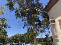 Eucalyptolyma maideni