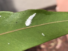 Eucalyptolyma maideni