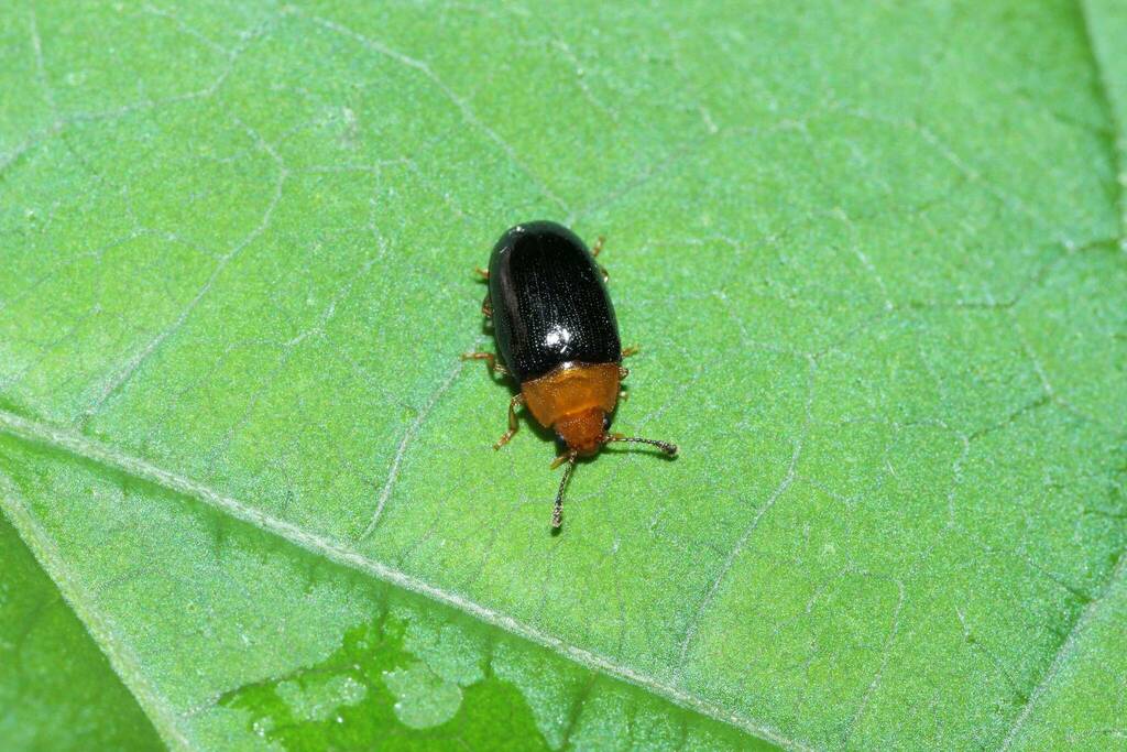 Triplax japonica
