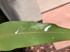 Eucalyptolyma maideni