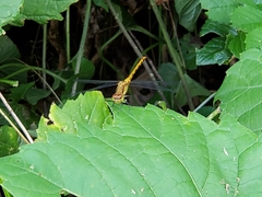 Sympetrum rubicundulum