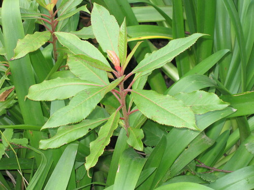 Clethra arborea (Clethra arborea)