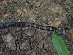 Atractus badius
