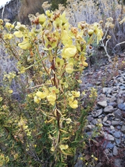 Calceolaria buchtieniana