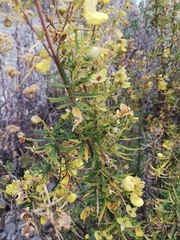 Calceolaria buchtieniana