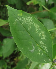 Tropidosteptes amoenus