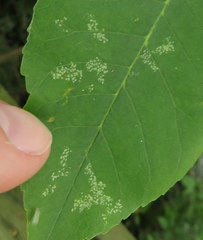 Tropidosteptes amoenus