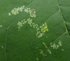 Tropidosteptes amoenus