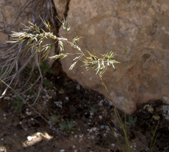 Poa sinaica