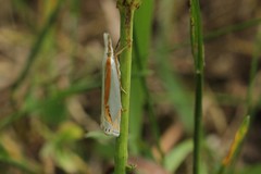 Crambus girardellus