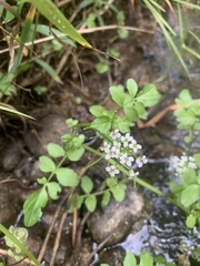 Nasturtium microphyllum