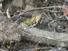 Heliothis