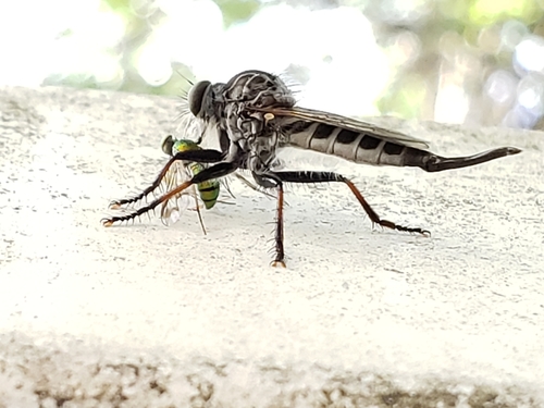 Northeastern Hammertail