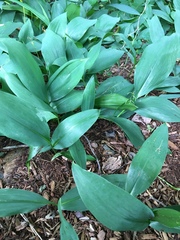 Convallaria
