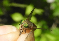 Tabanus nigrovittatus