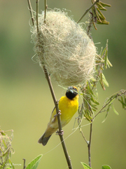 Pachyphantes superciliosus