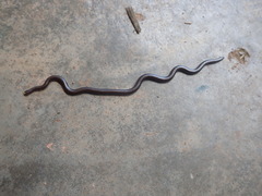 Leptotyphlopidae
