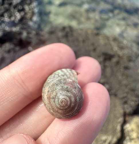 Trochus intextus observed 2024-11-19