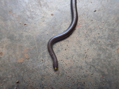 Leptotyphlopidae