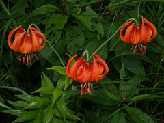 Lilium michiganense