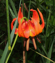 Lilium michiganense