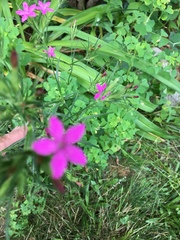 Dianthus armeria