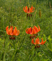 Lilium michiganense