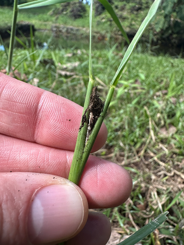 Ustilago cynodontis observed 2024-11-19