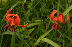 Lilium michiganense