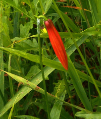 Lilium michiganense