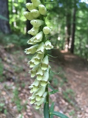 Digitalis micrantha