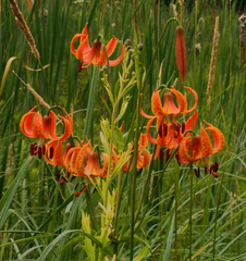 Lilium michiganense